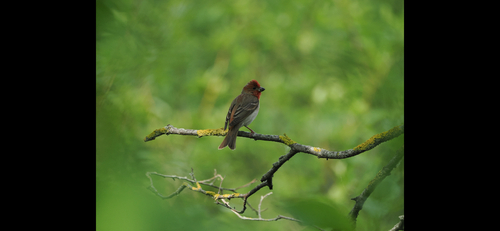 Common Rosefinch