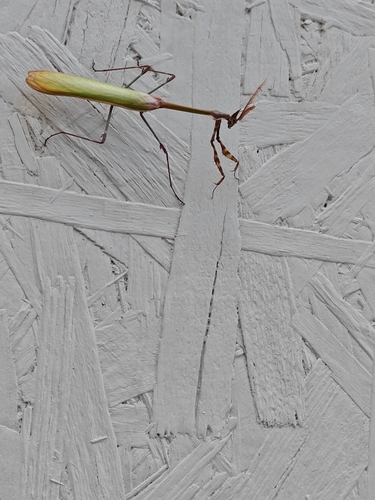 Fasciated Conehead Mantid