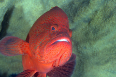 Cephalopholis sonnerati