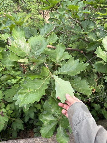 Quercus dentata
