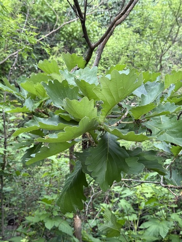 Quercus dentata, photograph 2