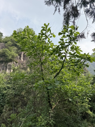 Quercus dentata, photograph 3