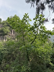 Quercus dentata, photograph (c) Jane Charlen, some rights reserved (CC BY)
