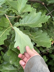 Quercus dentata, photograph (c) Jane Charlen, some rights reserved (CC BY)