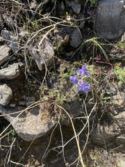 Delphinium parishii
