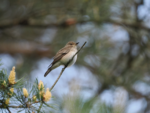 Spotted Flycatcher