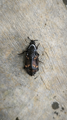 Diamesus osculans