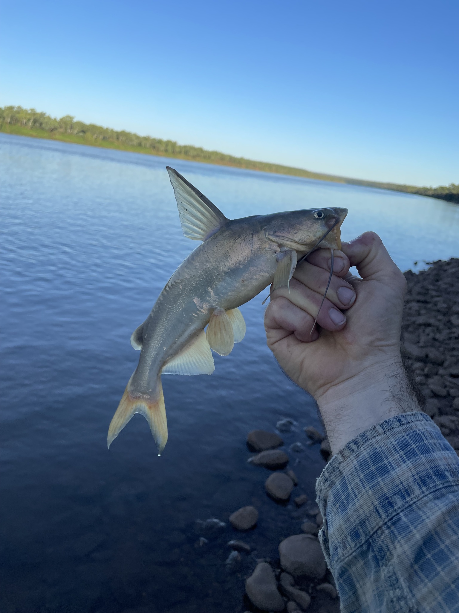 Copper Catfish photo 2
