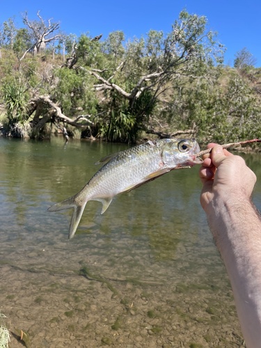 Indo-Pacific Tarpon