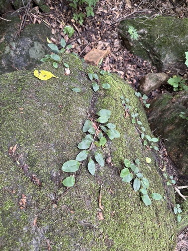 Pyrrosia petiolosa
