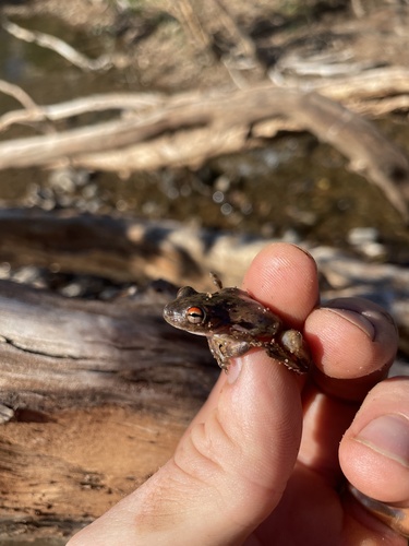 Western Laughing Tree Frog