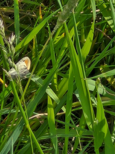 Small Heath