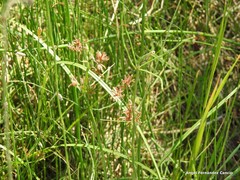 Cyperus longus