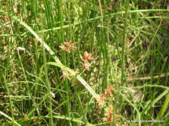 Cyperus longus
