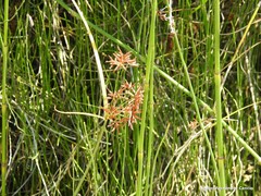 Cyperus longus