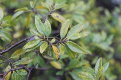 Neopringlea integrifolia