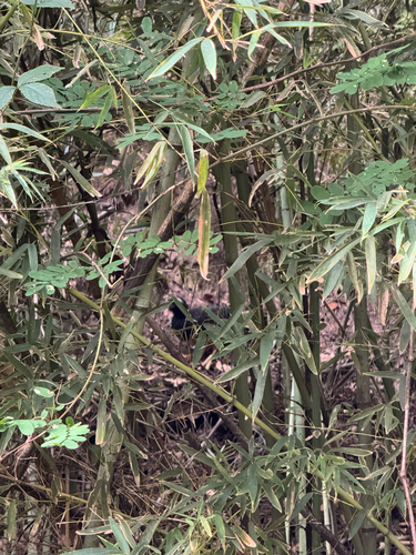 Bare-faced Curassow