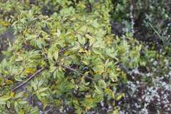 Neopringlea integrifolia