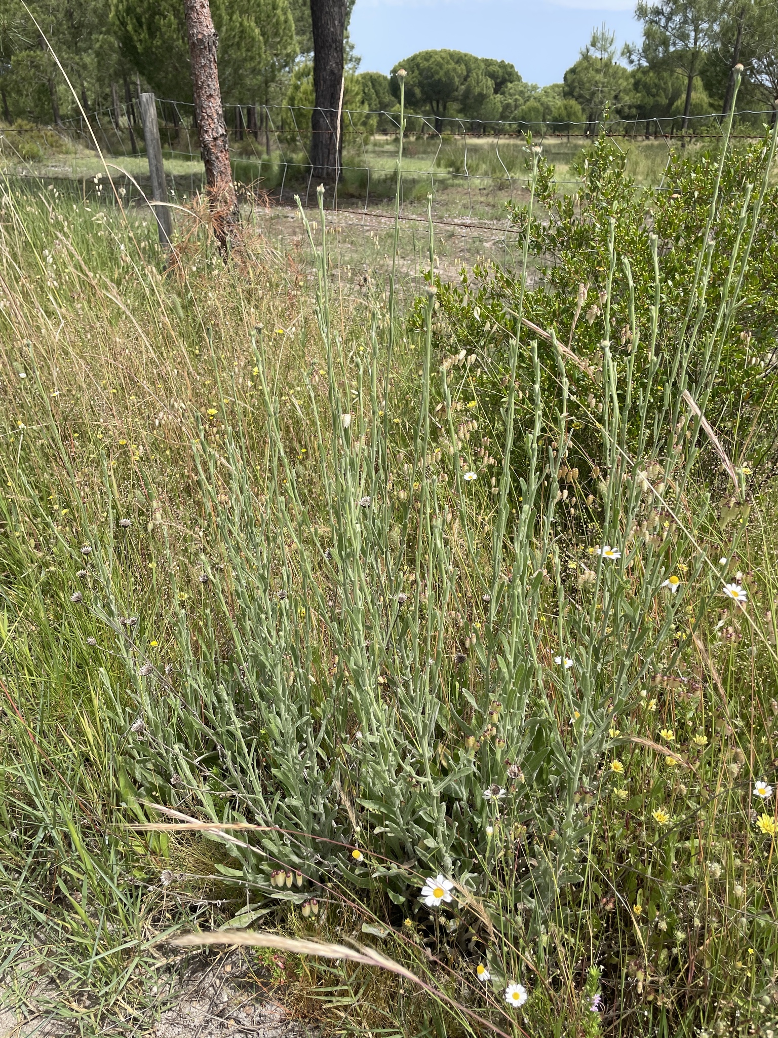 Centaurea prateada