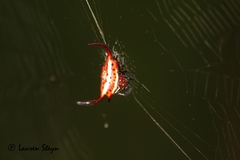 Gasteracantha falcicornis