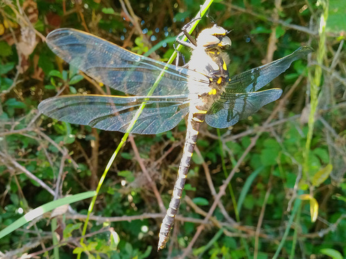 Golden-ringed Dragonfly