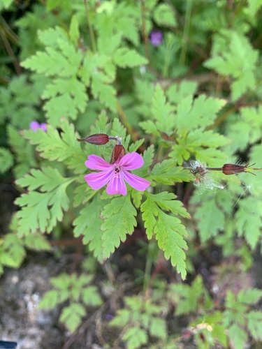 Herb Robert