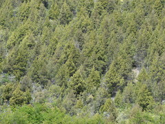 Austrocedrus chilensis