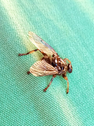 New Forest fly