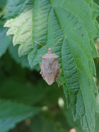 Dock Leaf Bug