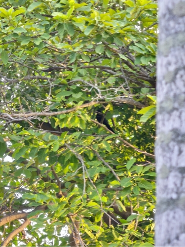 Asian Koel
