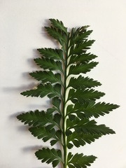 Asplenium appendiculatum maritimum