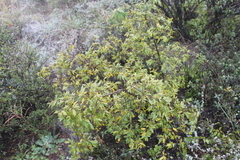 Neopringlea integrifolia