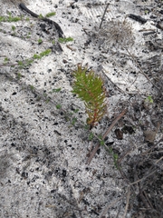 Diastella proteoides