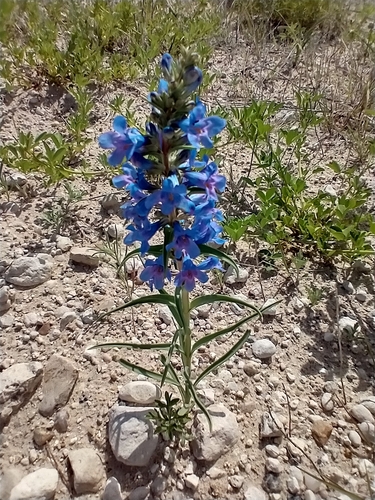 broadbeard beardtongue (Penstemon angustifolius)