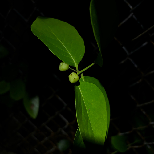 Gymnosporia thompsonii observed 2026-05-24