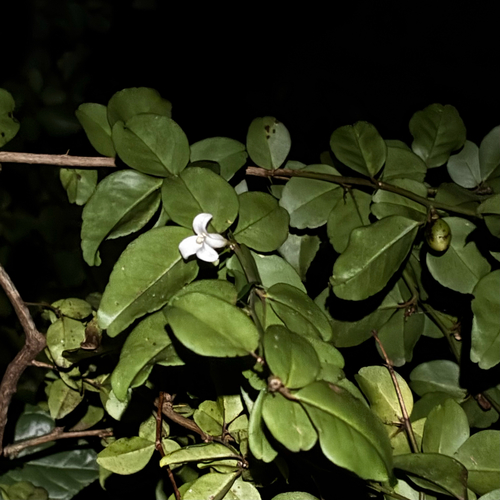 Triphasia trifolia, photograph 3