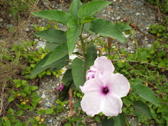 Ipomoea carnea fistulosa