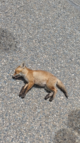 Red Fox