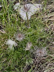 Pulsatilla grandis