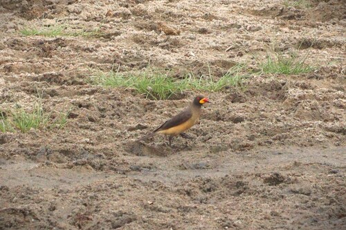 Yellow-billed Oxpecker (Buphagus africanus), photo 5
