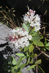 Veronica albicans