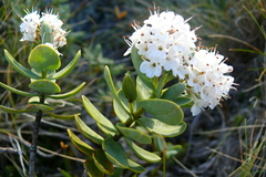 Veronica albicans