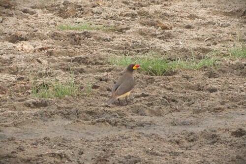 Yellow-billed Oxpecker (Buphagus africanus), photo 6