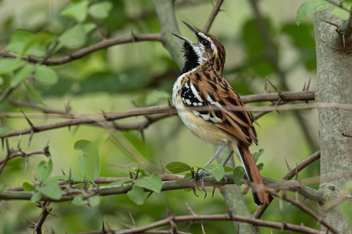 Stripe-backed Antbird (Myrmorchilus strigilatus), photo 5