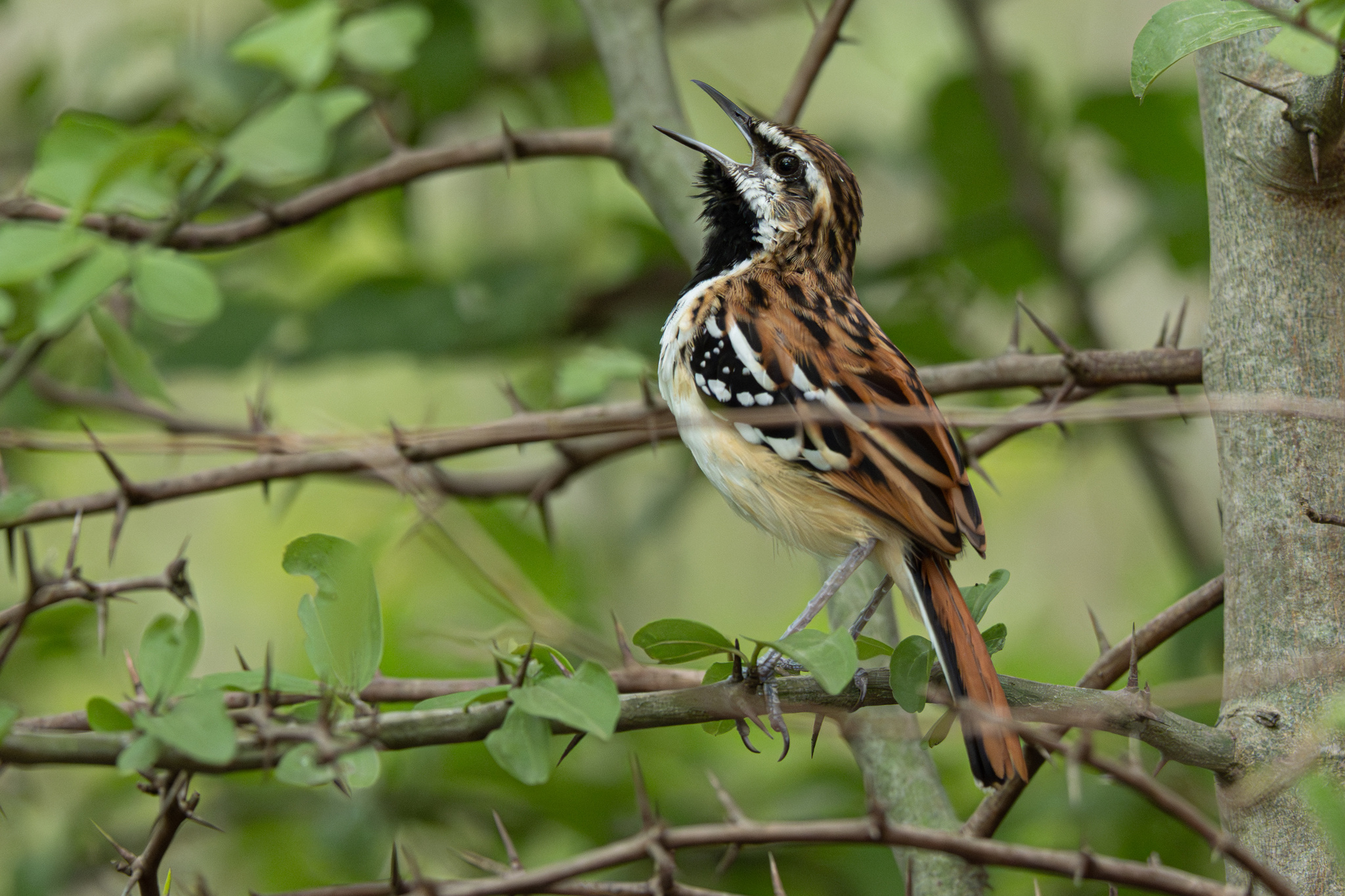 Stripe-backed Antbird (Myrmorchilus strigilatus), photo 5