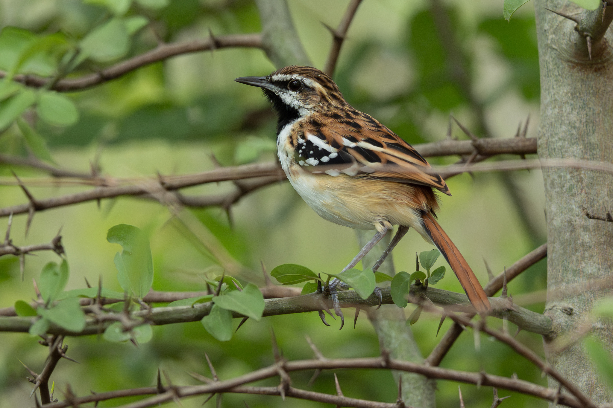 Stripe-backed Antbird (Myrmorchilus strigilatus), photo 6