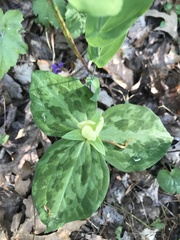 Trillium discolor