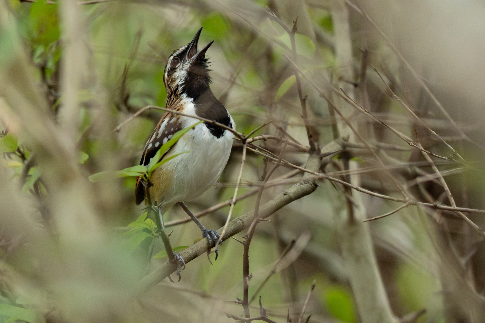 Stripe-backed Antbird (Myrmorchilus strigilatus), photo 7
