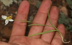 Hesperantha bachmannii