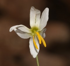 Hesperantha bachmannii